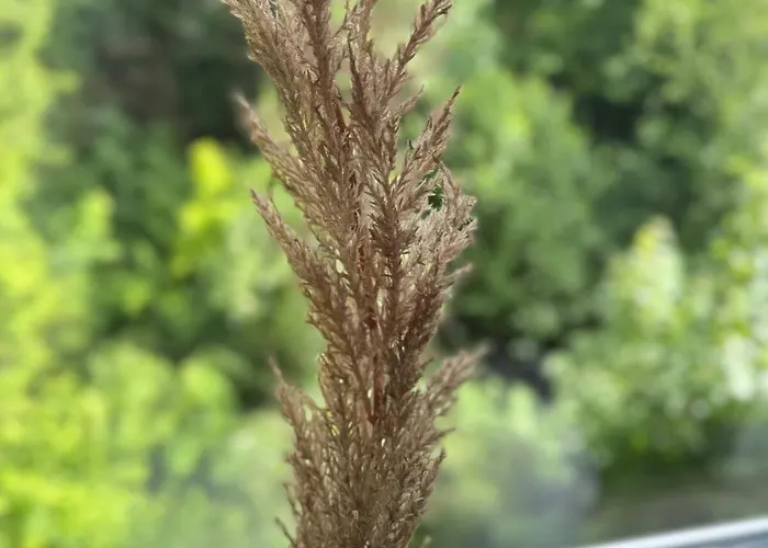 Cozy Wolke2 Mit Balkon